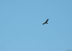 Predatory bird soaring in the clouds eagle, falcon, hawk.